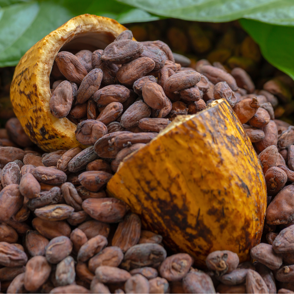 cacao ggascom