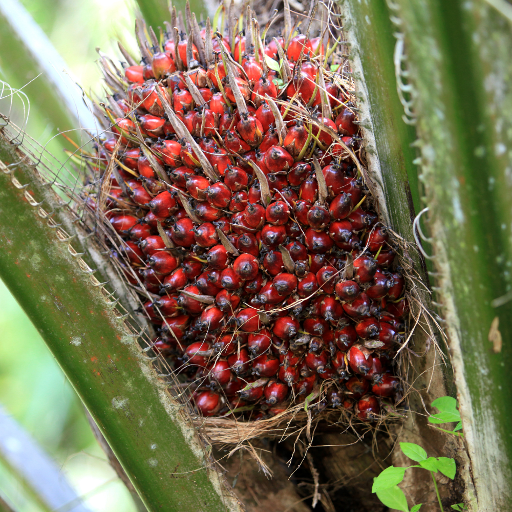 huile de palme ggascom