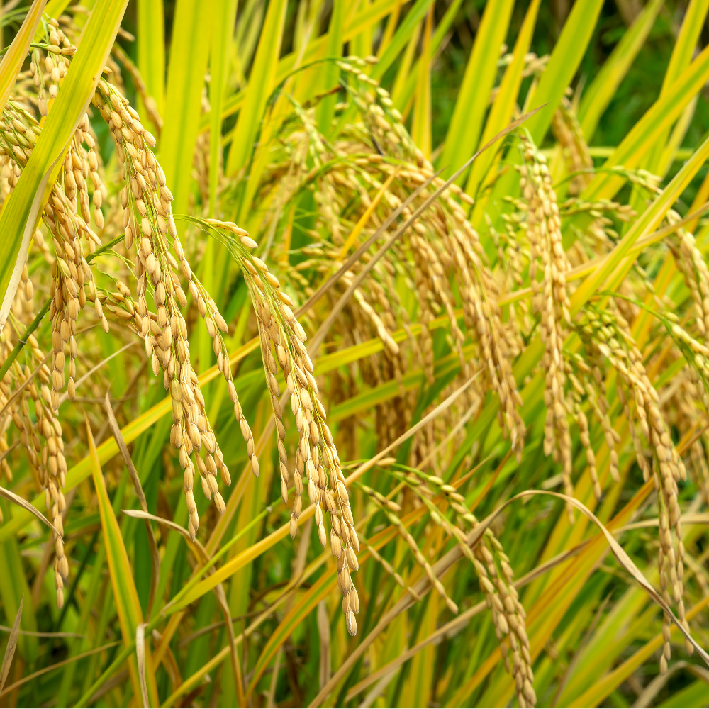 riz ggascom